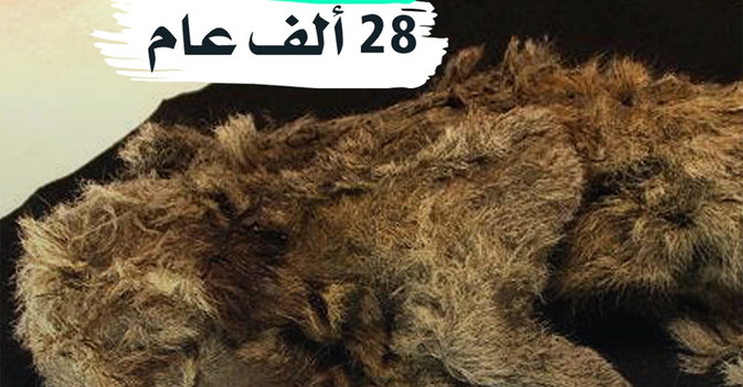 شبل عمره 28 ألف عام