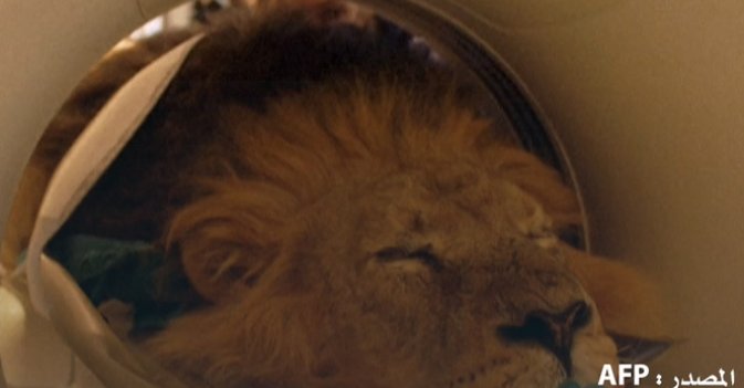 أسد يخضع للأشعة المقطعية للكشف عن إصابته