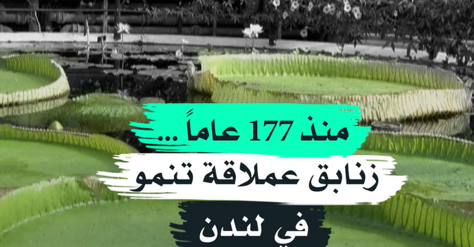 منذ 177 عاماً... زنابق عملاقة تنمو في لندن