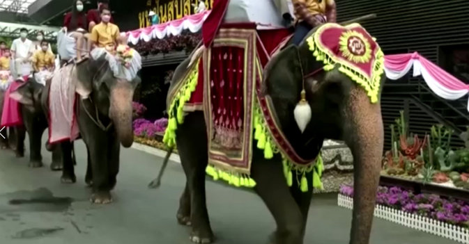 زواج على ظهور الأفيال في "عيد الحب"