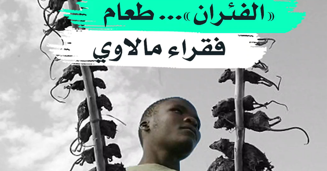 "الفئران"... طعام فقراء مالاوي