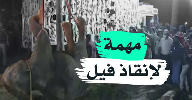 مهمة لإنقاذ فيل