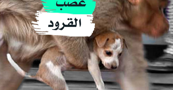 غضب القرود
