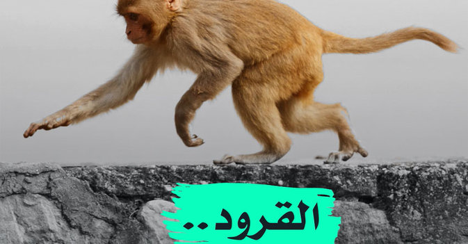 القرود... عادت لتنتقم