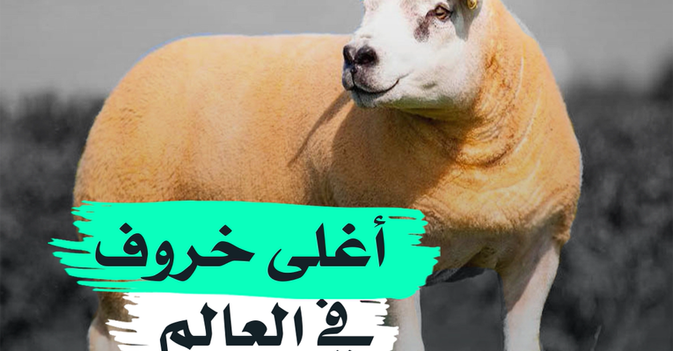 أغلى خروف في العالم