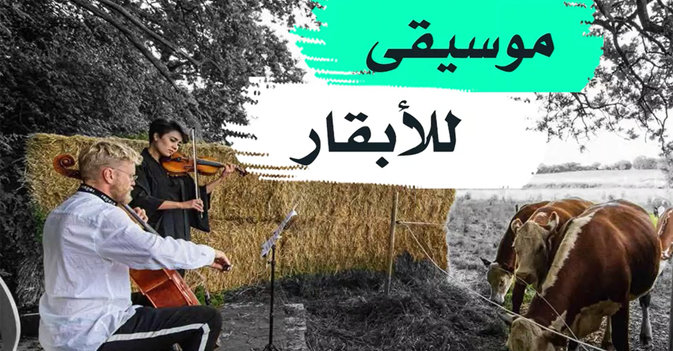 موسيقى للأبقار