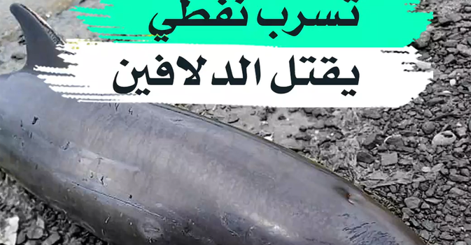 تسرب نفطي يقتل الدلافين