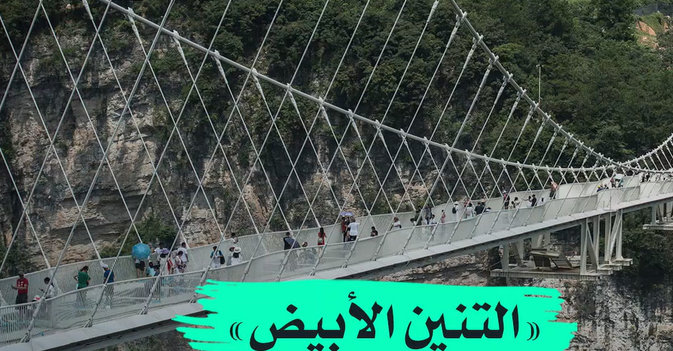 «التنين الأبيض» يدخل موسوعة «غينيس»