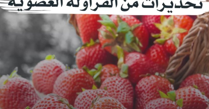 بعد التهاب الكبد الوبائي تحذيرات من الفراولة العضوية 