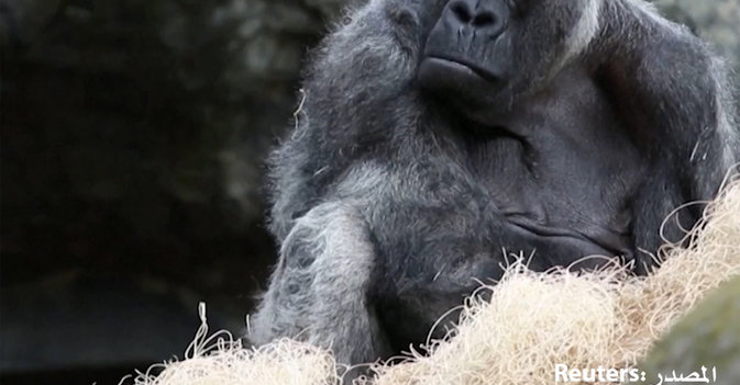 وفاة أوزي.. أكبر غوريلا معمر في العالم