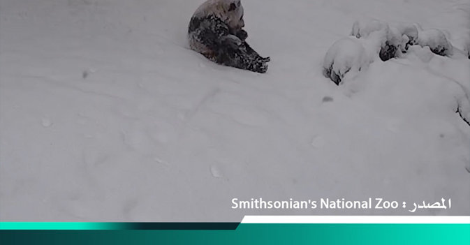 باندا يلعب بالثلج في العاصمة الأميركية واشنطن