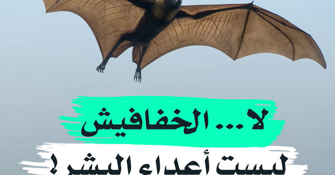 لا... الخفافيش ليست أعداء البشر؟