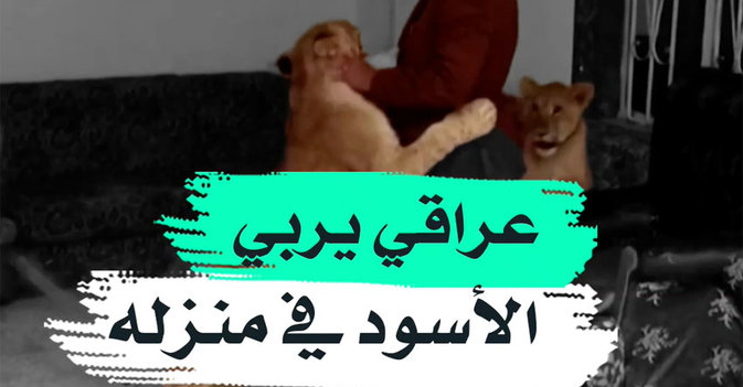 عراقي يربي الأسود في منزله