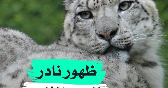 ظهور نادر لنمور الثلوج