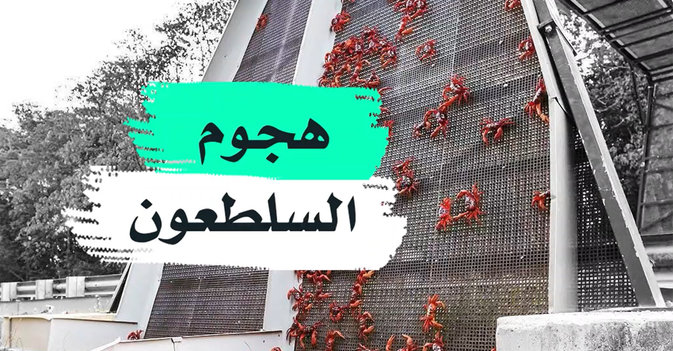 هجوم السلطعون