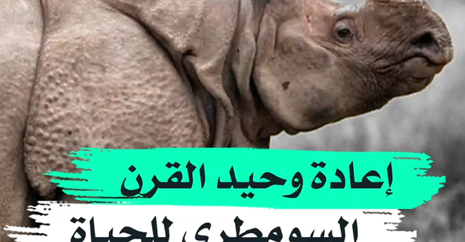 إعادة وحيد القرن السومطري للحياة