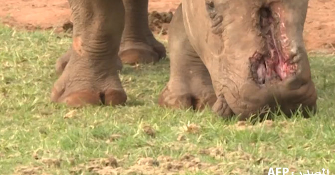 وحيد قرن قطع قرنه بوحشية يعود إلى البرية