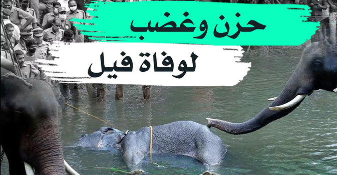 حزن وغضب لوفاة فيل