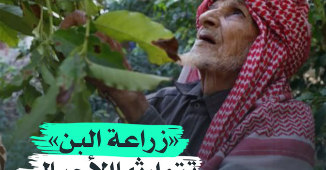 "زراعة البن" تتوارثها الأجيال في السعودية