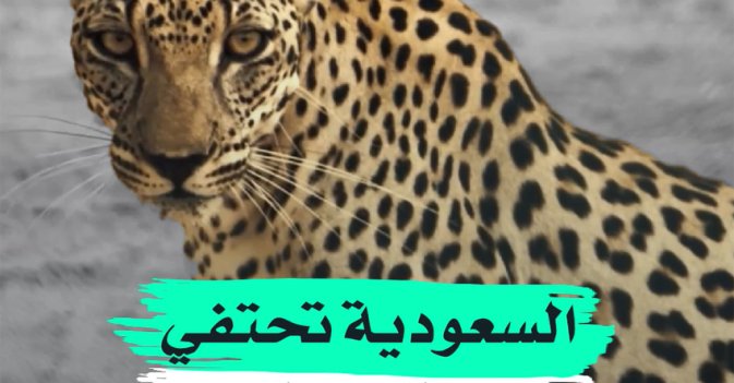 السعودية تحتفي بيوم النمر العربي