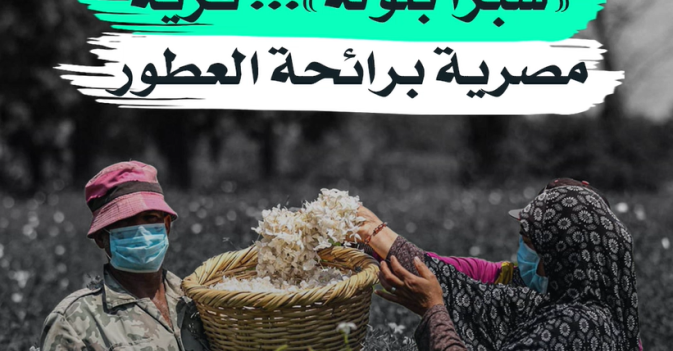 «شبرا بلولة»... قرية مصرية برائحة العطور