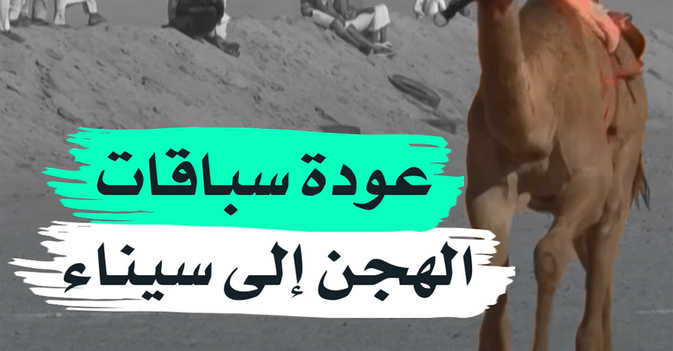 عودة سباقات الهجن إلى سيناء