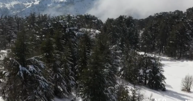 الثلوج تغطي أشجار الأرز في لبنان