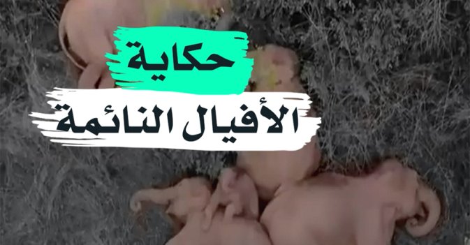 حكاية الأفيال النائمة