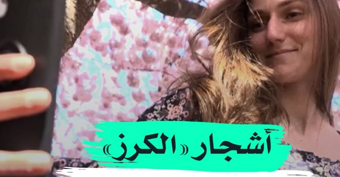أشجار «الكرز» تعيد الحياة للسويد