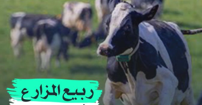ربيع المزارع في السويد 