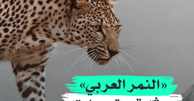 «النمر العربي» يوثق قصة حمايته من الانقراض