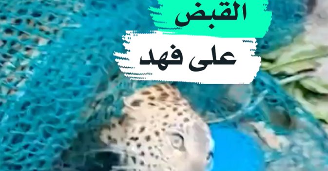 القبض على فهد