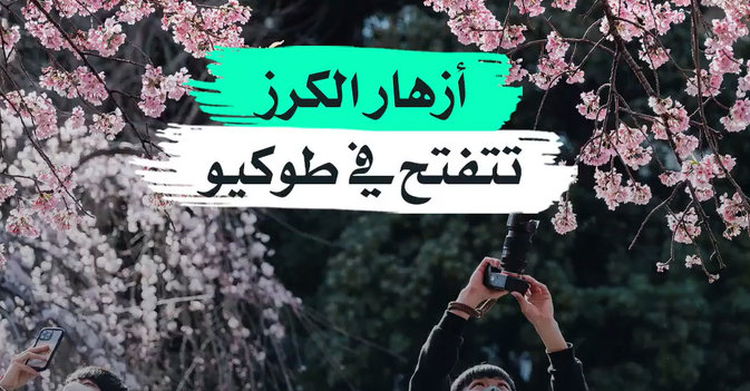 أزهار الكرز تتفتح في طوكيو