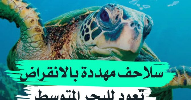 سلاحف مهددة بالانقراض تعود للبحر المتوسط