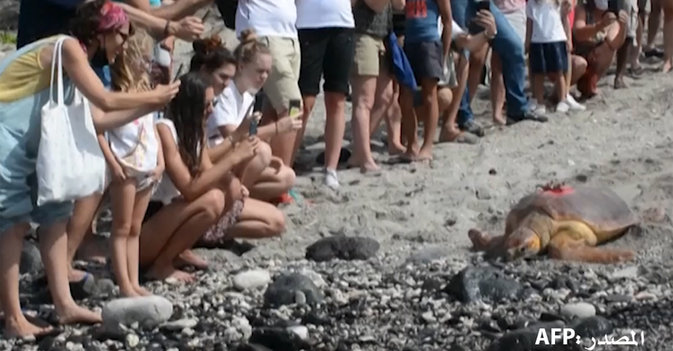 سلاحف بحرية تكشف عن الأعاصير للعلماء