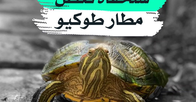 سلحفاة تعطل مطار طوكيو