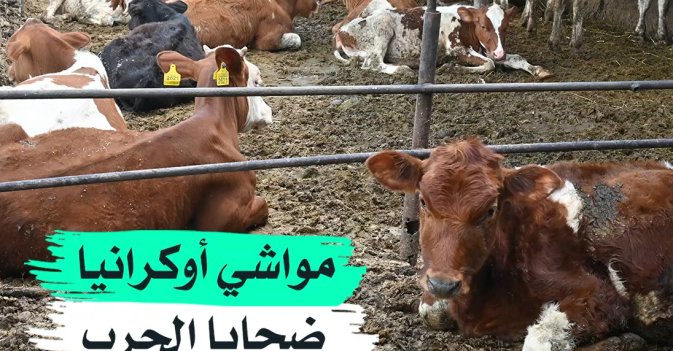 مواشي أوكرانيا ضحايا الحرب