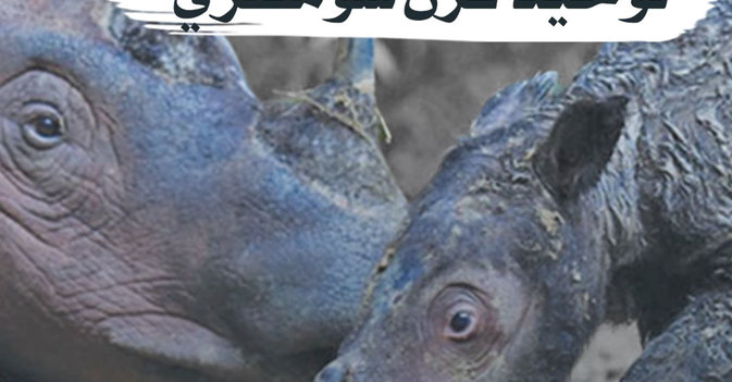 ولادة نادرة لوحيد قرن سومطري
