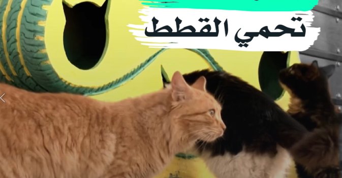 اطارات تالفة تحمي القطط