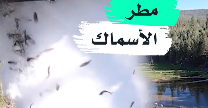مطر الأسماك