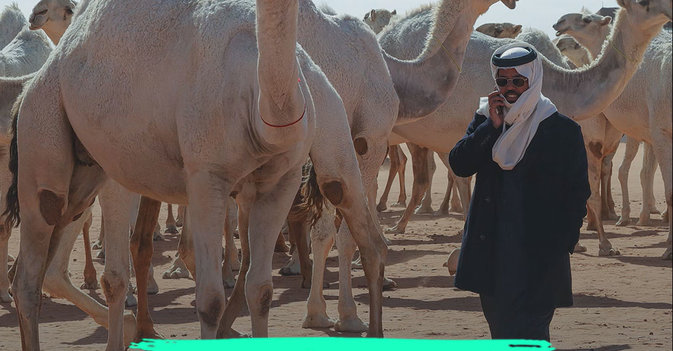 «الحداء».. لغة التواصل بين الإبل وملاكها