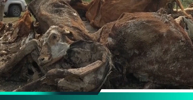 الجفاف يفترس ثروة الأرجنتين الحيوانية والزراعية