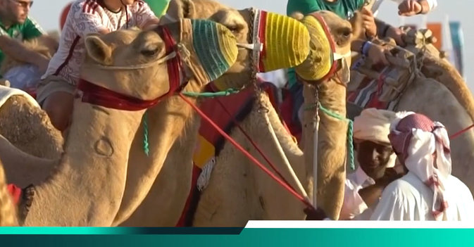 الجمال القطرية تجذب جمهور كأس العالم 2022