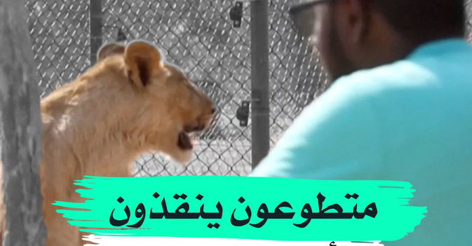 متطوعون ينقذون أسود السودان