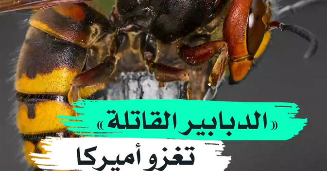 "الدبابير القاتلة" تغزو أميركا