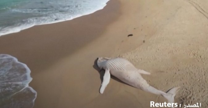 نفوق حوت أبيض على شاطئ بولاية فيكتوريا الأسترالية