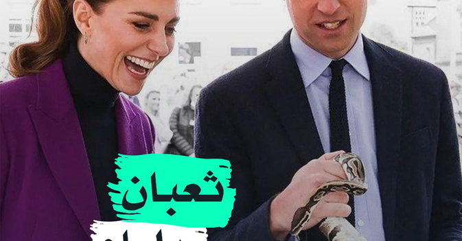 ثعبان ويليام