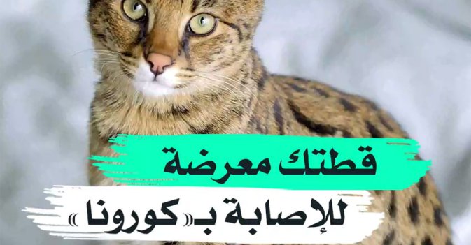 قطتك معرضة للإصابة بـ"كورونا"