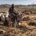 مستوطن إسرائيلي يرعى قطيعاً من الدواب في بؤرة استيطانية قريبة من مستوطنة في الضفة الغربية المحتلة يوم الأحد الماضي (أ.ف.ب)