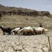 الجفاف يهدد مهنة الزراعة في اليمن وينذر بمفاقمة تردي الأمن الغذائي للسكان (أ.ب)